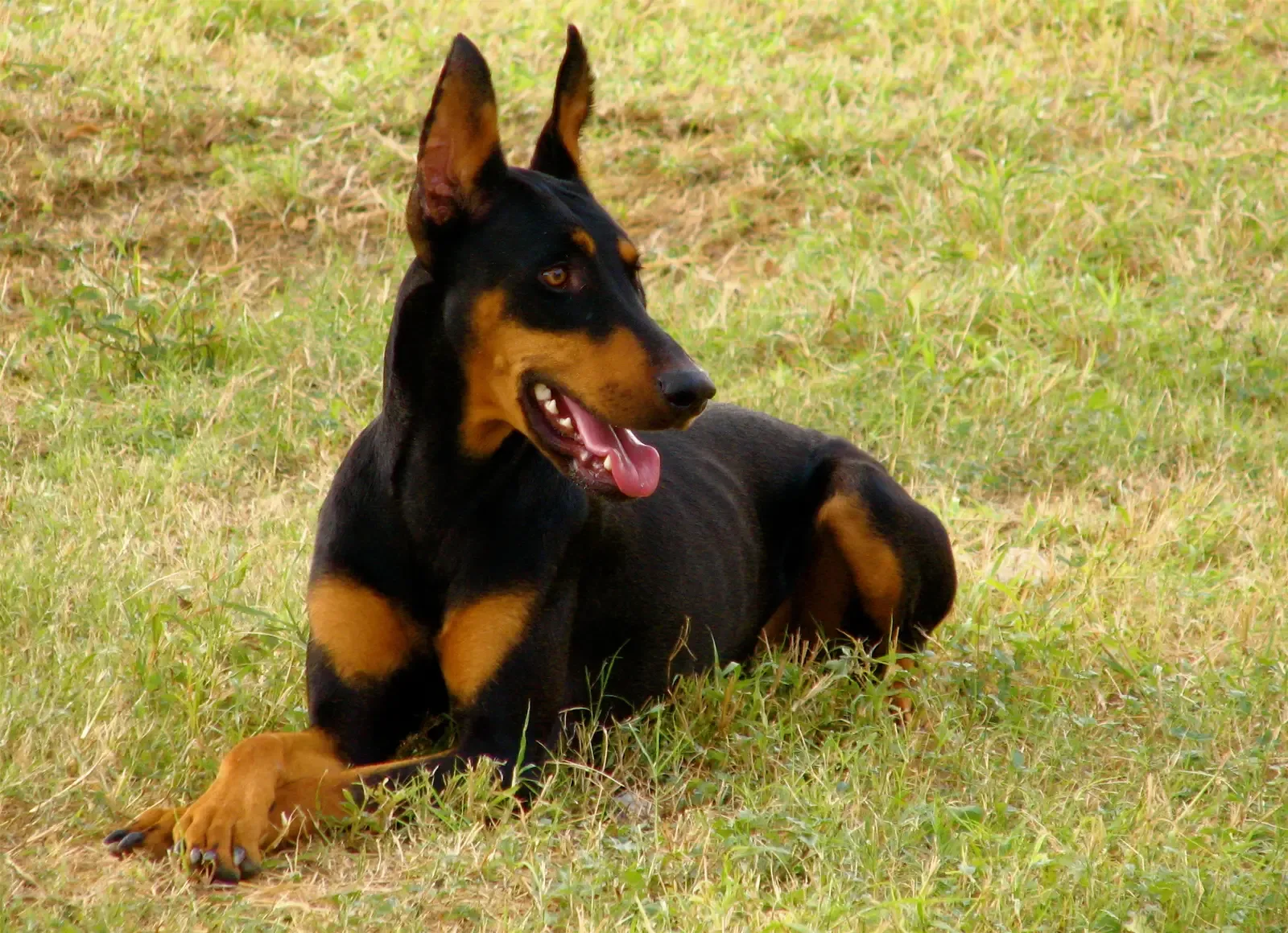 Scorpio: The Intense Doberman Pinscher Guarding Hidden Depths (Flickr, CC BY 2.0)