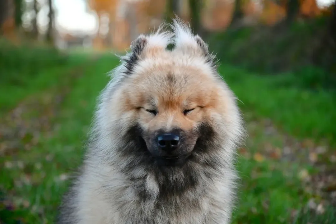 Cherries: Cyanide Carriers (Image Credits: Unsplash)