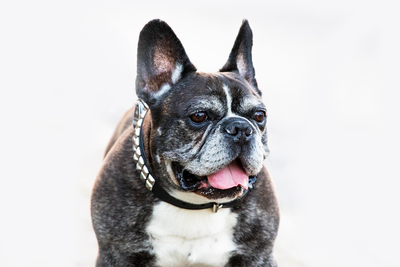 French Bulldogs: The Attention-Seeking Sweethearts (Image Credits: Pixabay)