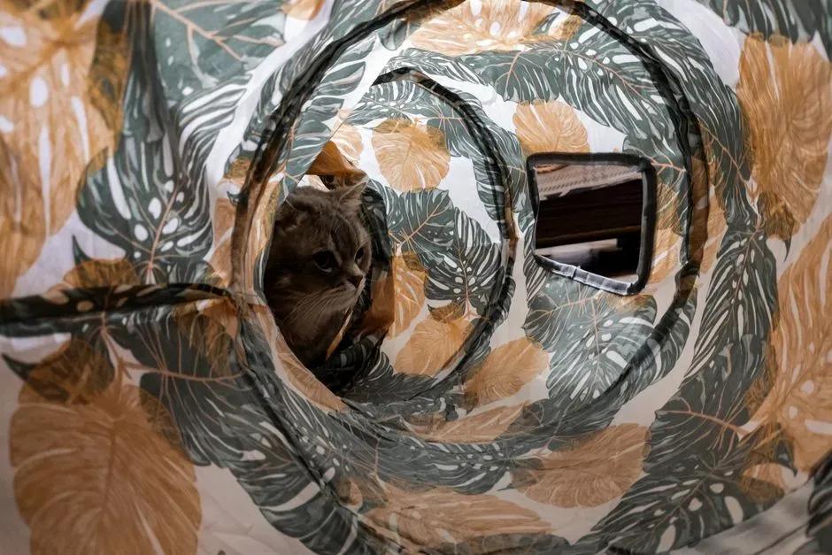 6. Environmental Enrichment: Climbing Trees, Toys, and Tunnels (Image Credits: Pexels)