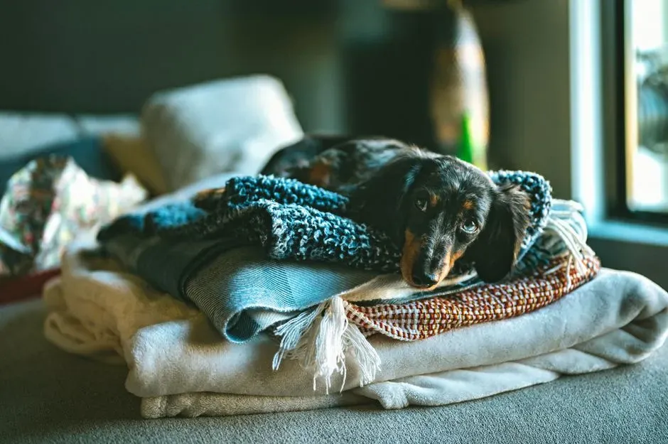 Cozy Physiology: Warmth, Softness, And Better Sleep (Image Credits: Pexels)