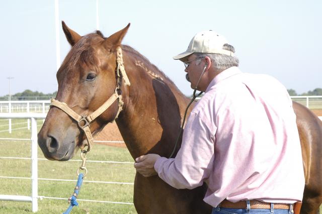 The Veterinary Perspective on Horse Riding Ethics (Image Credits: Wikimedia)