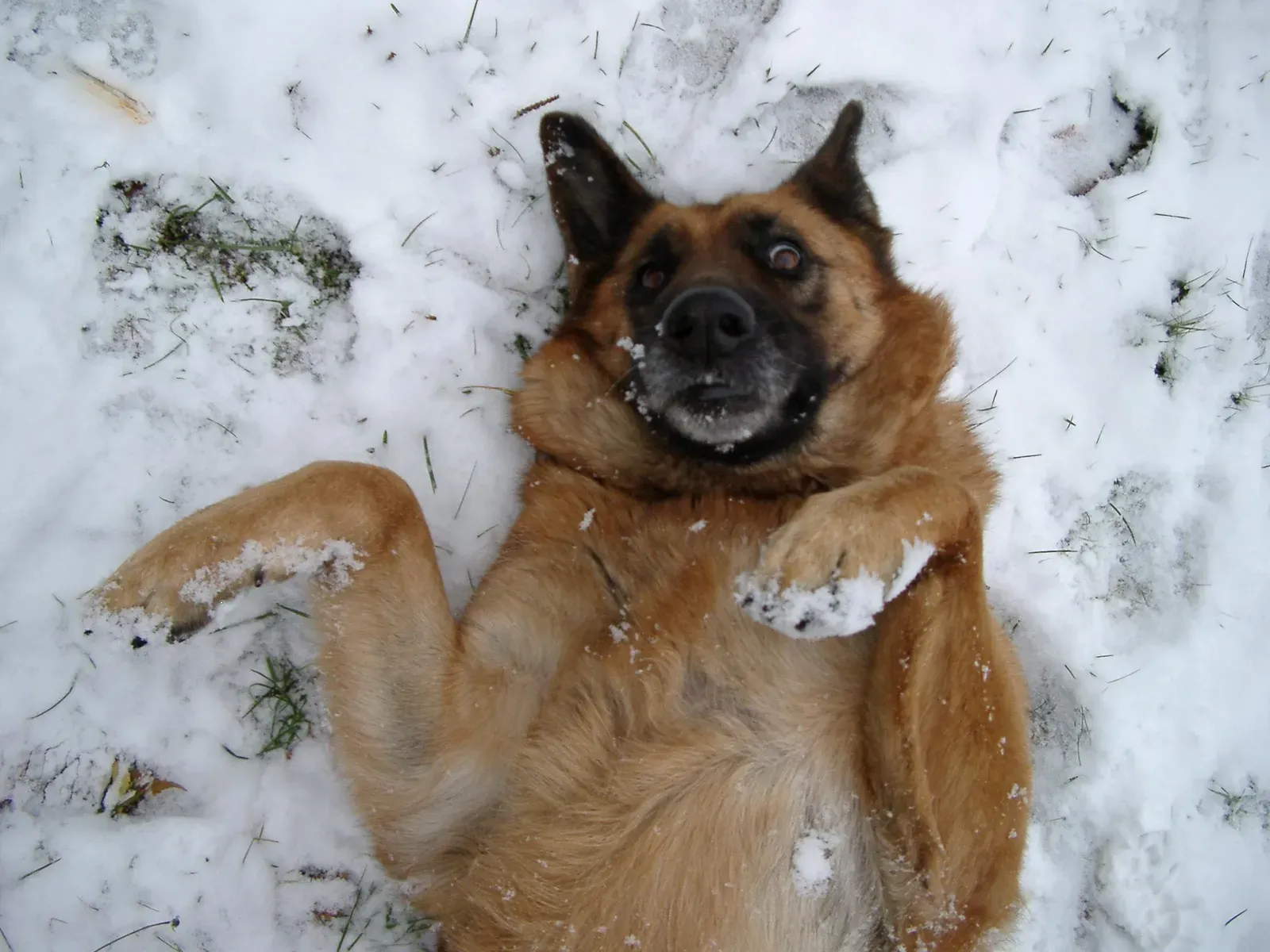 Why Dogs Aren't Wolves Anyway (Image Credits: Wikimedia)