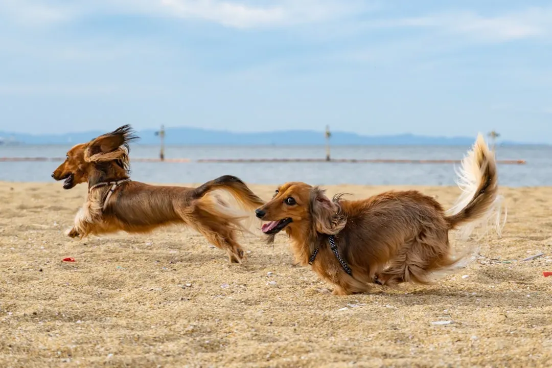 Chasing and grabbing can feel like play, not discipline (Image Credits: Unsplash)