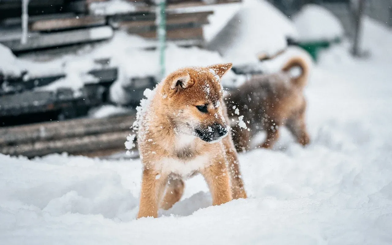Conclusion: Small Dog, Big Winter Spirit (Image Credits: Pixabay)