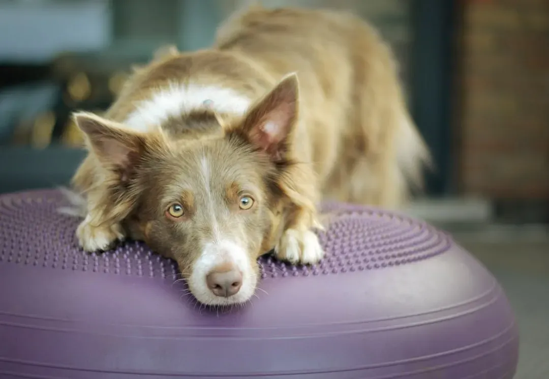 #5 - Parading Them Around Pet Stores and Crowds (Image Credits: Unsplash)