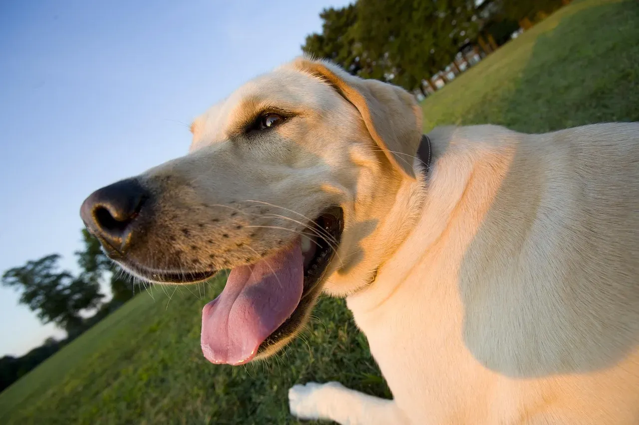 1. Labrador Retriever: The Family's Emotional Anchor (Image Credits: Pixabay)