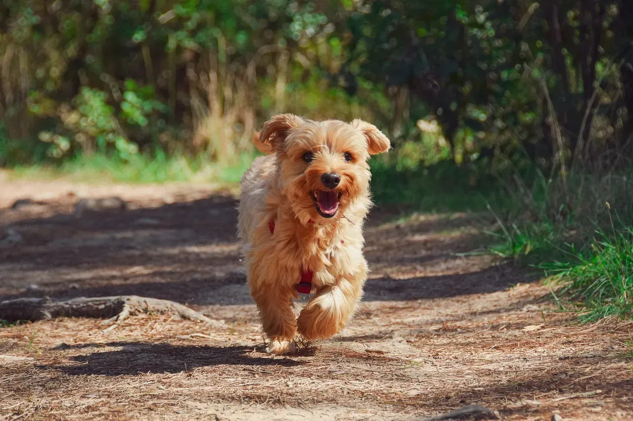 #8 Scorpio (October 23 – November 21): Yorkshire Terrier or Chihuahua (Image Credits: Pixabay)