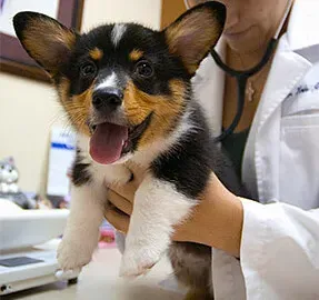 16. Skipping Preventive Parasite Control (Image Credits: Flickr)