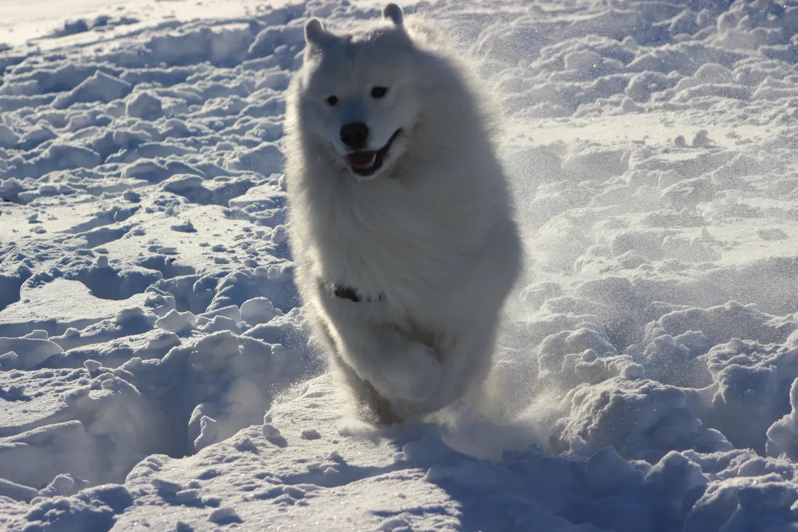 Cold-Weather Champion 5: Samoyed (By Johnjptraynor, CC BY-SA 4.0)