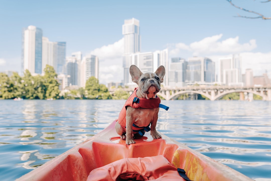 French Bulldogs: Adaptable City Companions (Image Credits: Unsplash)