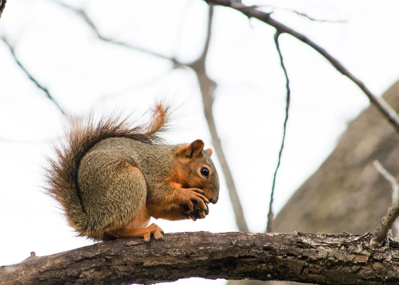 The Power of Going Still: Torpor, Hibernation, and Metabolic Magic (Image Credits: Pixabay)