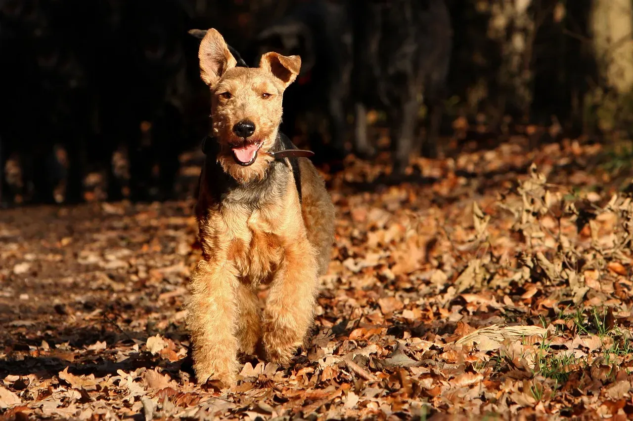 16. Welsh Terrier (Image Credits: Pixabay)