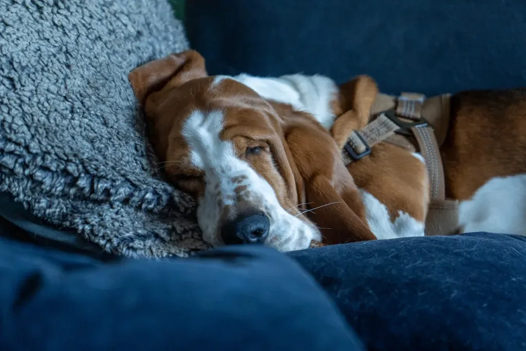 1. Basset Hound – The Laid‑Back Homebody (Image Credits: Unsplash)