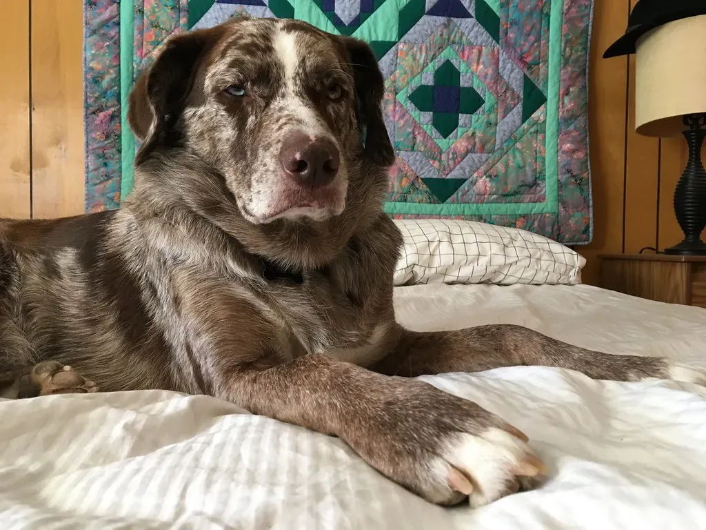 6. Sleeping Close to You: The Ultimate Trust Signal (Image Credits: Flickr)