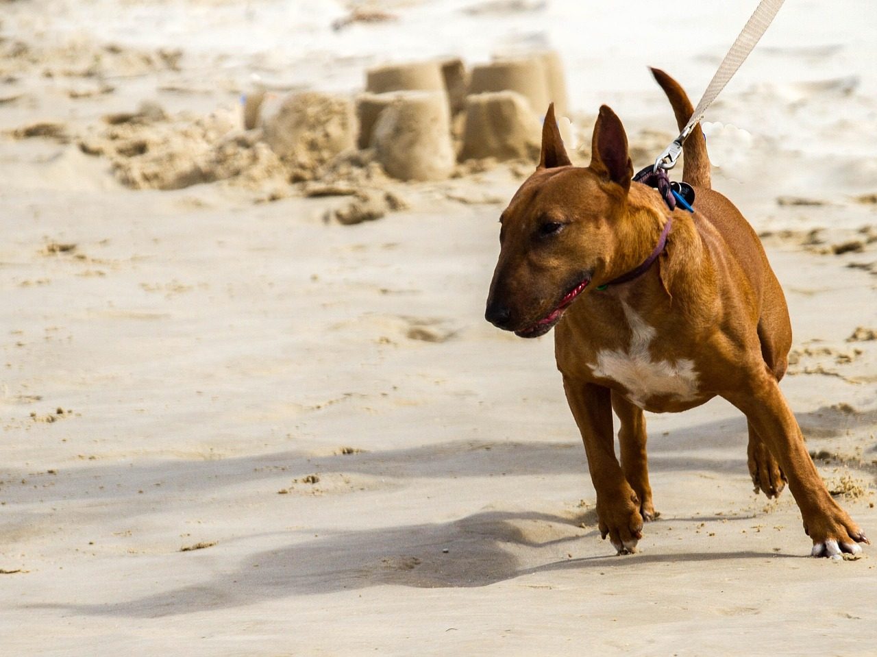 Allowing Excessive Leash Pulling (Image Credits: Pixabay)