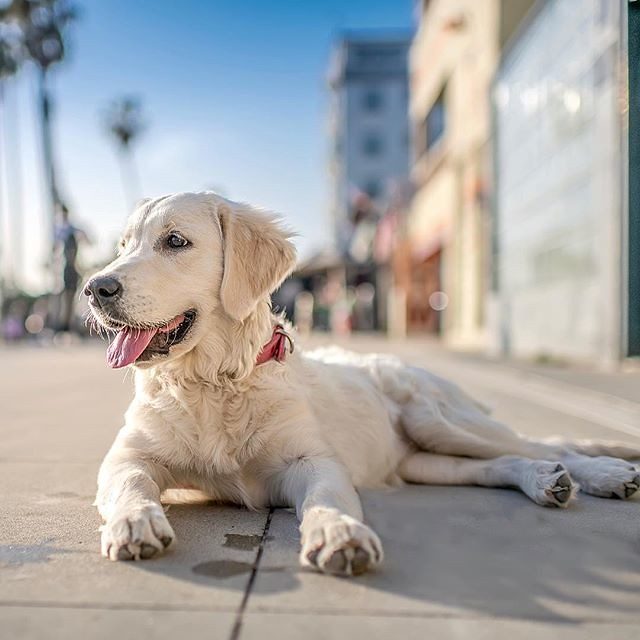 Scent Marking and Territory Claims (Image Credits: Flickr)