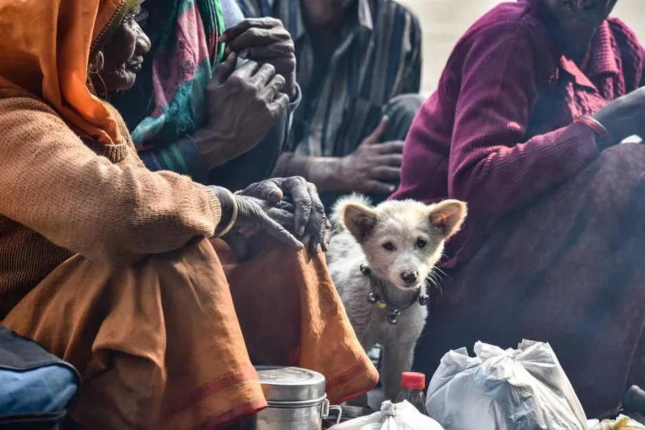 Common Non-Protection Reasons Dogs Step Between You and Someone (Image Credits: Pexels)