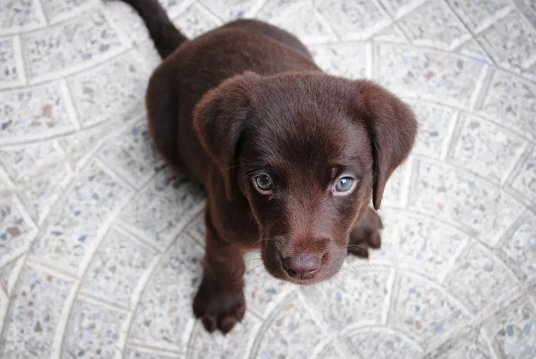 Conclusion: The States Where Labs Feel Right At Home (Image Credits: Unsplash)