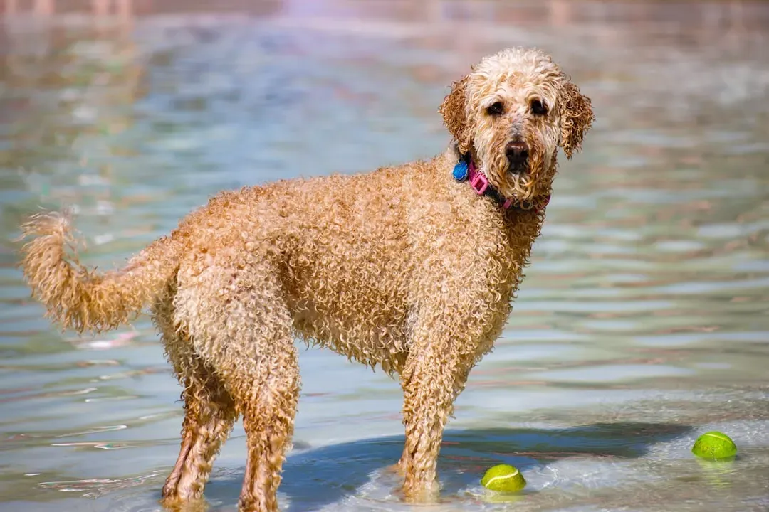 #7 - Toys, Tug, and Fetch: Was This Dog Ever Allowed to Be a Dog? (Image Credits: Unsplash)