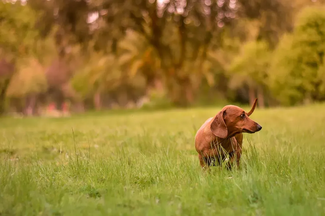 #12 - "They Missed a Dose, a Flea Treatment, or a Heartworm Pill" (Image Credits: Unsplash)