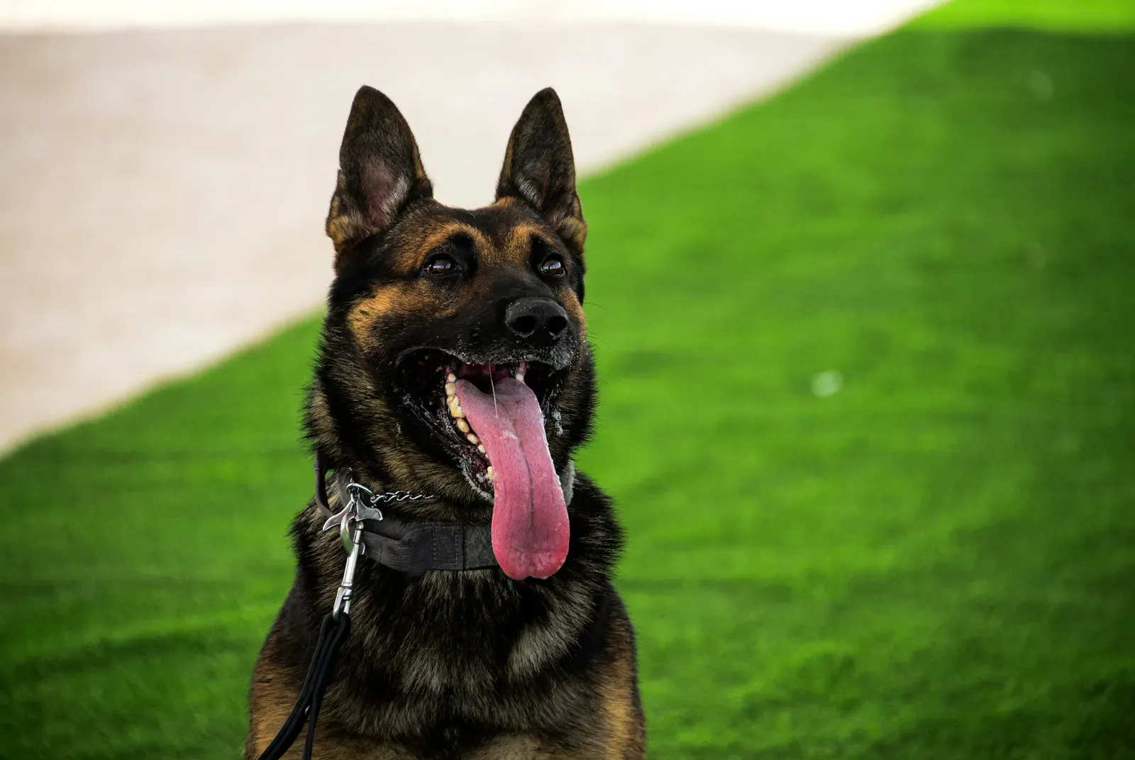 8. Slight Hearing Changes: When Your Dog Is “Selective,” Not Suddenly Lost (By Senior Airman Janelle Patiño, Public domain)