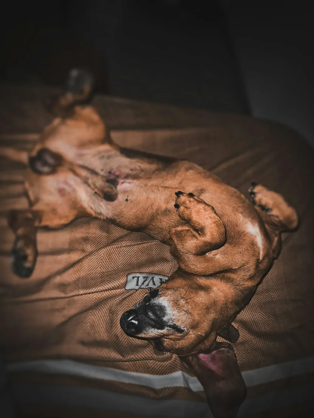 They Expose Their Belly Like It's No Big Deal (Image Credits: Unsplash)