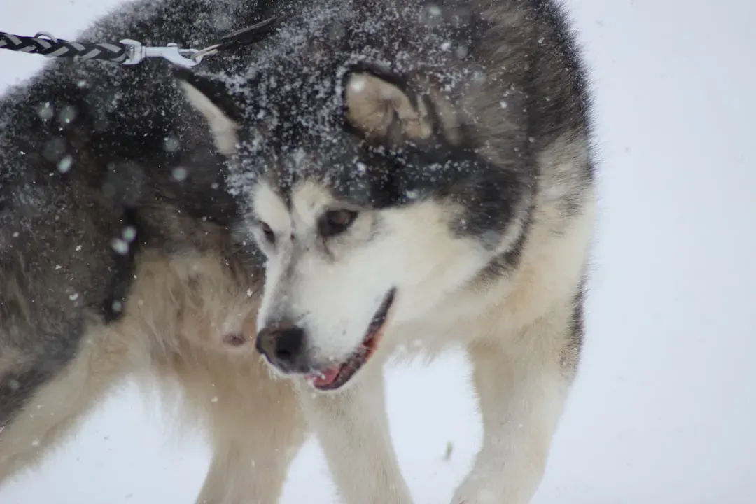 2. Alaskan Malamute: Strength, Power, and a Love for the Deep Freeze (Image Credits: Unsplash)