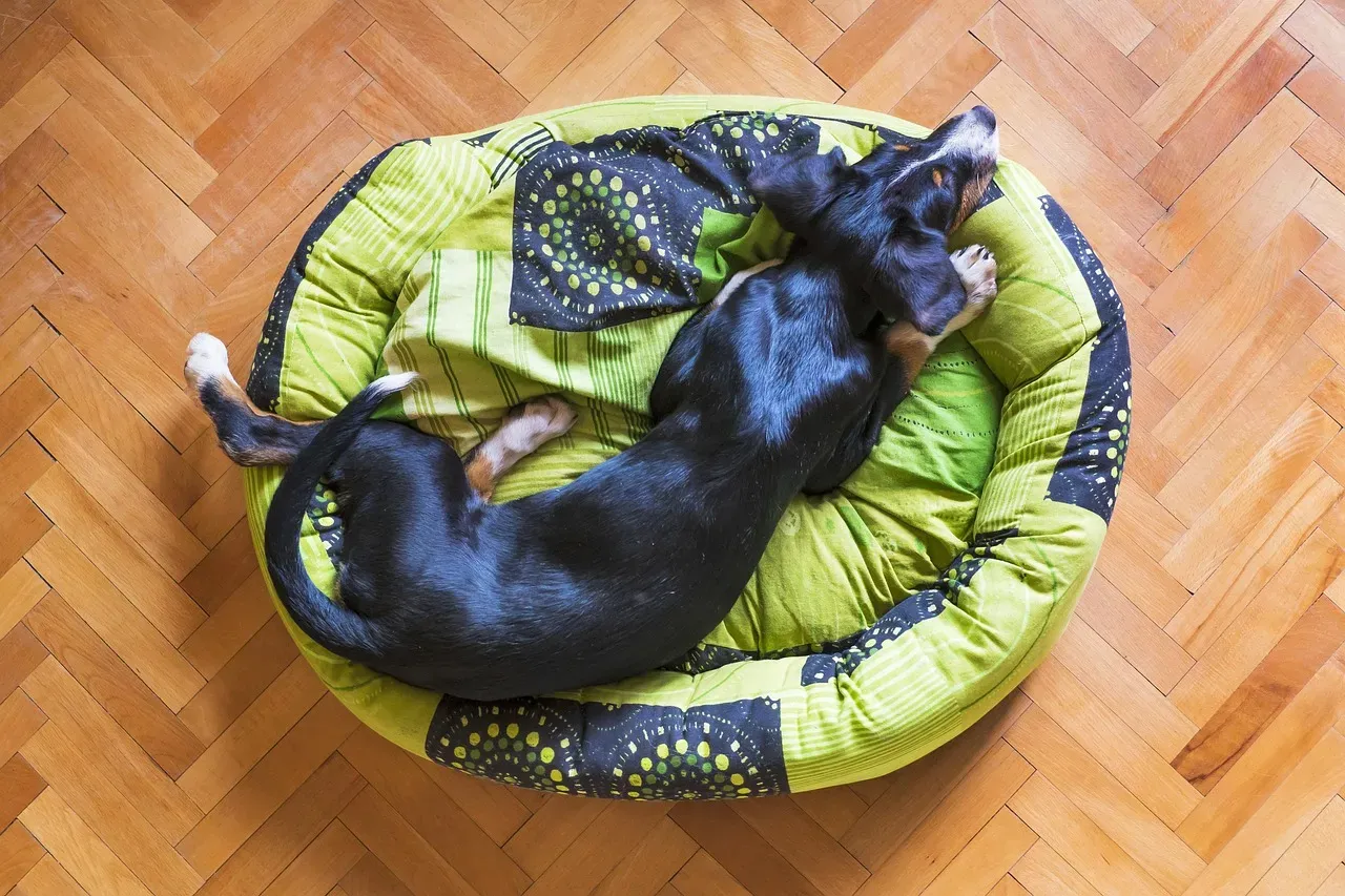 #9 - It Only Settles for Sleep in One Precise Spot and Position (Image Credits: Pixabay)