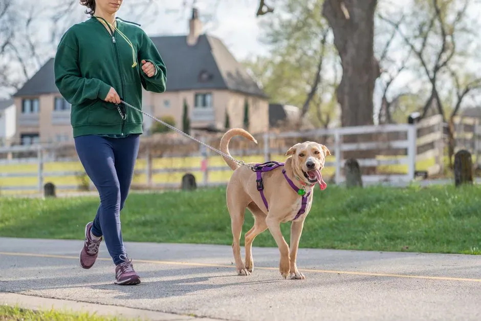 7. Leash, Harness, Or Handling Issues That Make Walks Unpleasant (Image Credits: Pexels)