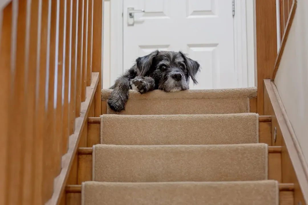 Your Dog Might Be Reading the Stairs for Safety (Image Credits: Unsplash)