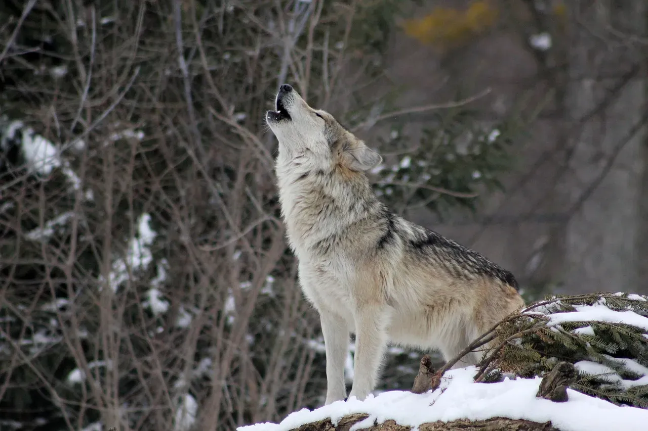 The Forest Offers Repeated Single Barks or Low Howls, Then Silence (Image Credits: Pixabay)