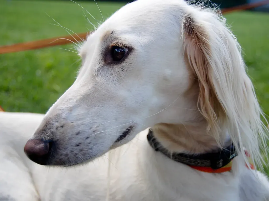 #8 - Why Maine's Dog Culture Is Unlike Any Other (varresa, Flickr, CC BY-SA 2.0)