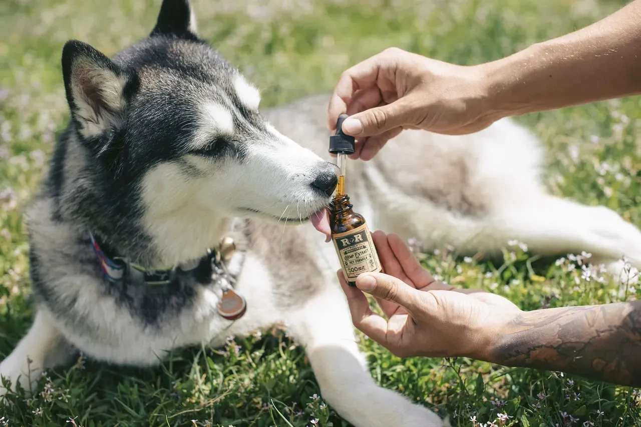 Can Reducing Human Stress Help Dogs Too? The Case for Shared Self‑Care (Image Credits: Pixabay)