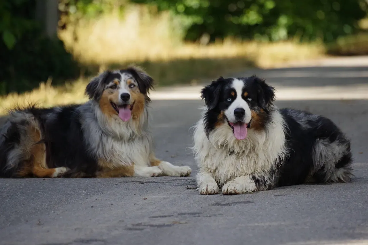 10. Australian Shepherd: High-Drive Dog in a Family Setting (Image Credits: Pixabay)
