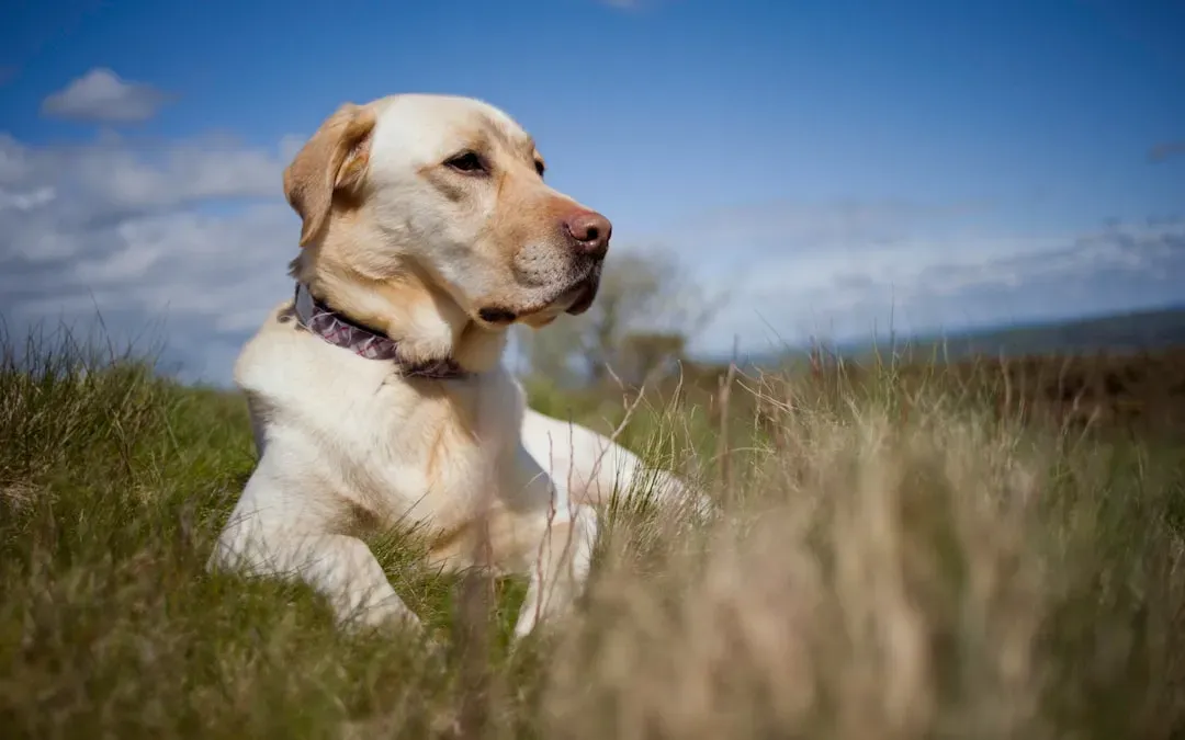 7. Labrador Retriever (Field Lines) (Image Credits: Unsplash)