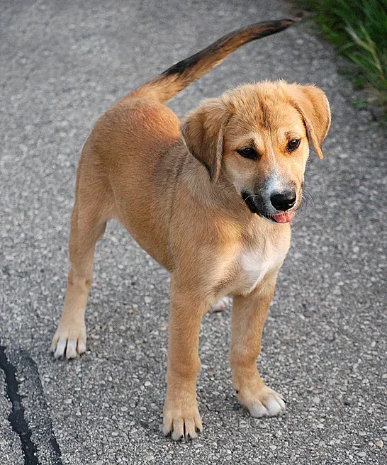 Reading the Room: Signs Your Dog Craves Alone Time (Image Credits: Flickr)