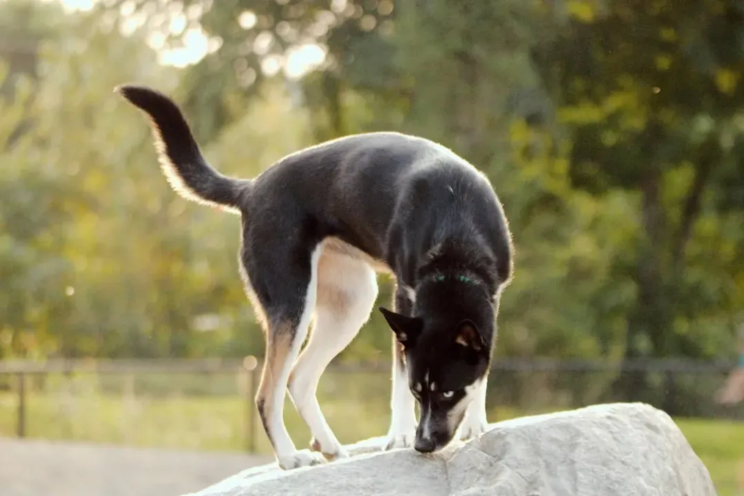 #9 - They're Still Curious About Smells, Even if They Ignore the Ball (Image Credits: Unsplash)