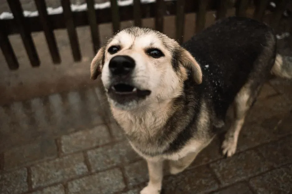 #7 - Vocalization: Silence, Whining, or "Storytime" (Image Credits: Pexels)