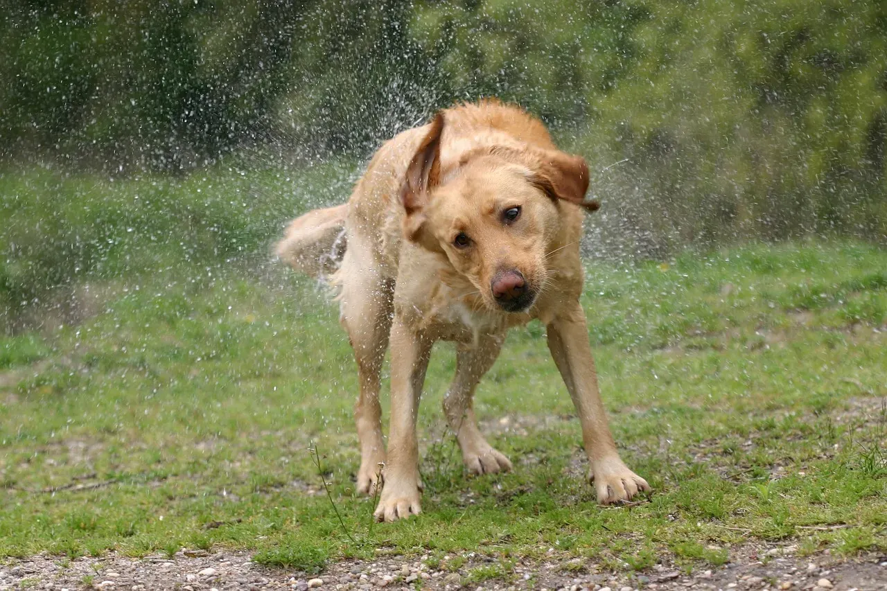When a Shake Follows Stiff Body Language, It Can Hint at Discomfort (Image Credits: Pixabay)