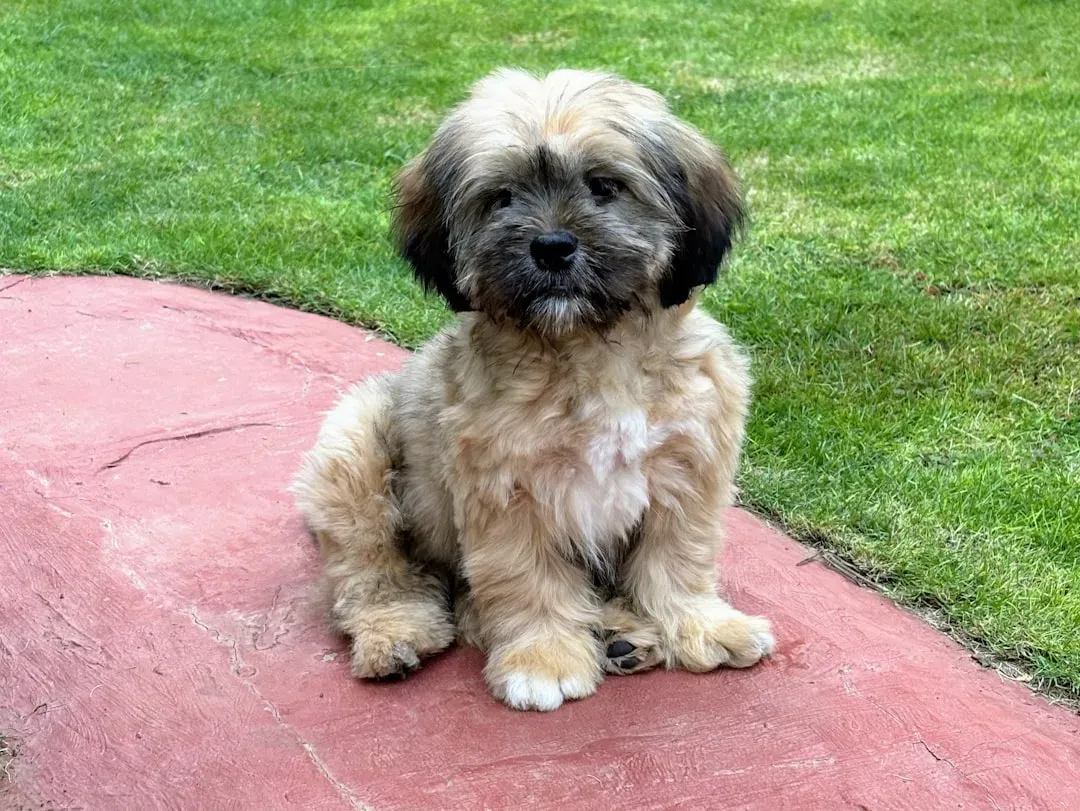 #11 - The Lhasa Apso: Watchdog Spirit in a Lapdog Body (Image Credits: Unsplash)