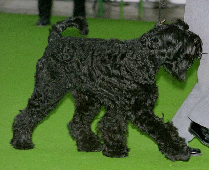 Black Russian Terrier: The Soviet-Bred Protector (Image Credits: Wikimedia)