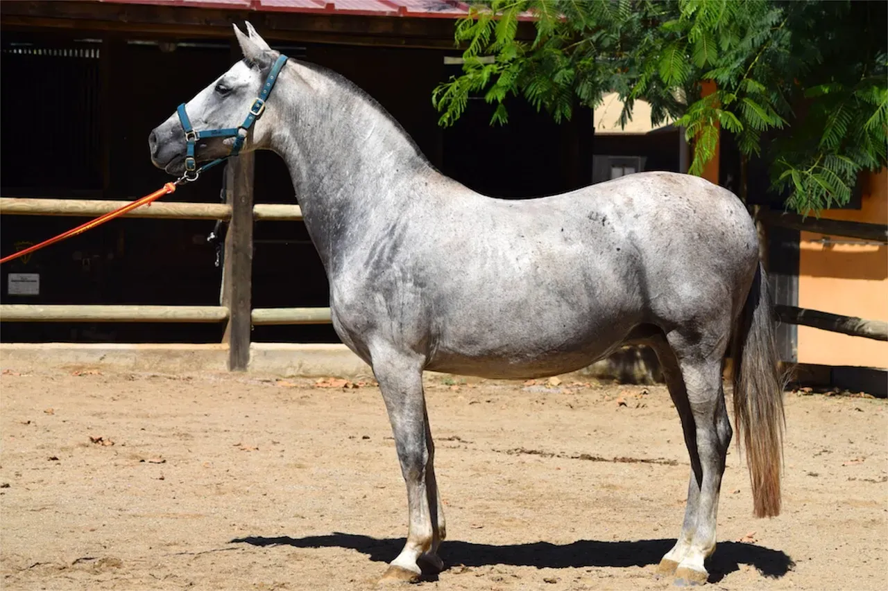 #7. Libra (September 23 – October 22): The Andalusian (Image Credits: Pixabay)