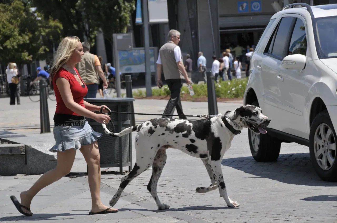 1. Patience With A Slower, Stiffer Body (Montréal - Yes it's a big dog, CC BY 2.0)