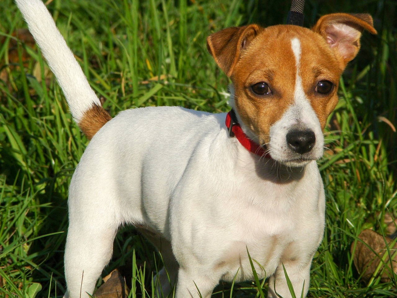 Jack Russell Terriers: Energy and Stubbornness Combined (Image Credits: Pixabay)