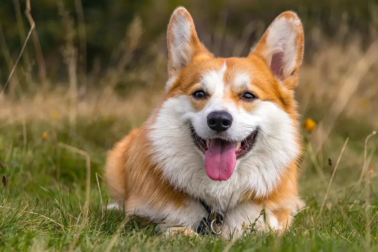 #10. Pembroke Welsh Corgi (Image Credits: Pixabay)
