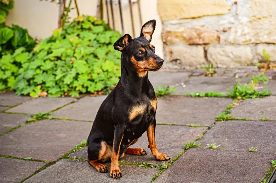 Miniature Pinscher (Image Credits: Pexels)