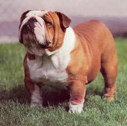 Bulldog (OnTask, Flickr, CC BY-SA 2.0)