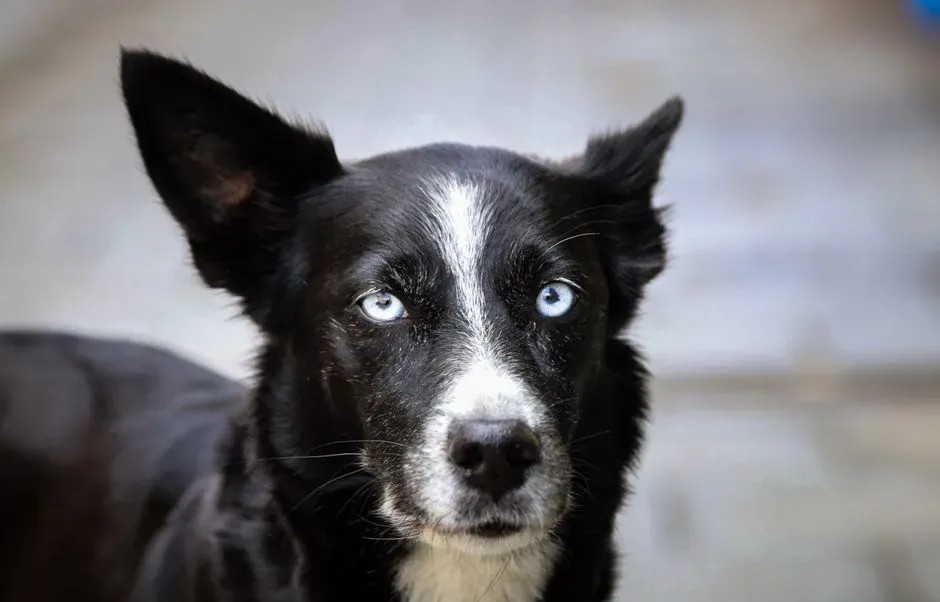 Border Collie: The Overachiever That Notices Everything (Image Credits: Pexels)