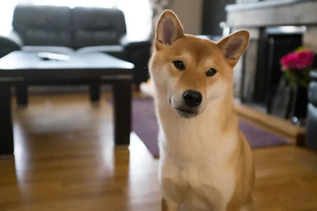 They Show a Strong Sense of Curiosity (Image Credits: Rawpixel)